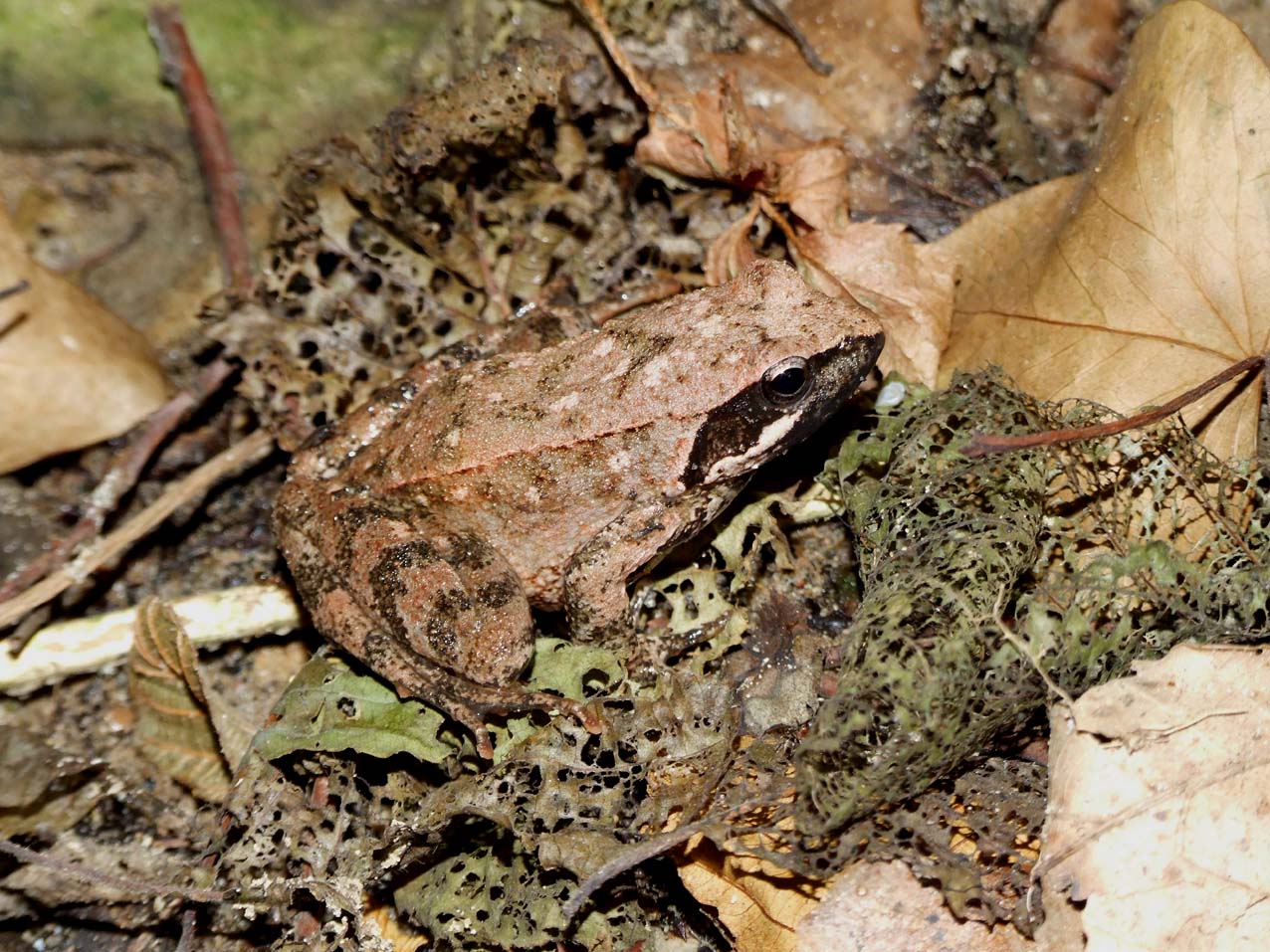 Rana italica